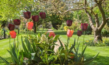 Tulips - Walled Garden - Oxford Botanic Garden 