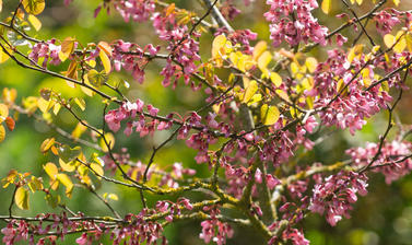 Judas tree - Oxford Botanic Garden 
