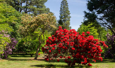 Rhododendrons - Harcourt Arboretum