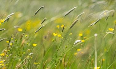 Harcourt Arboretum - Wildflower meadow