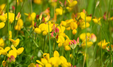 Harcourt Arboretum - wildflower meadow - Bird’s foot trefoil