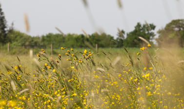 Wildflower meadows - Harcourt Arboretum 