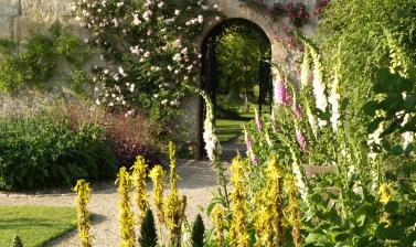 The 1648 Collection | Oxford Botanic Garden and Arboretum