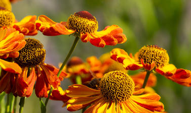 helenium rachtopaz