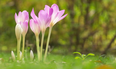 Autumn crocus