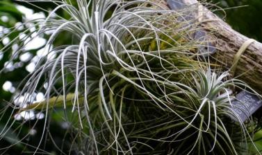 palm house tillandsia tectorum