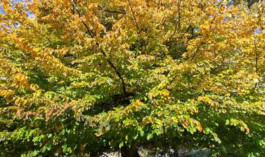 parrotia persica 2023 by helene tronc