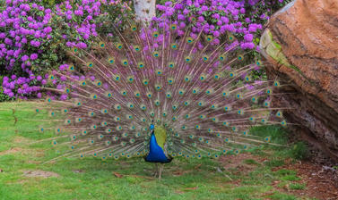 peacock  arboretum  spring