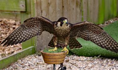peregrine 2253495