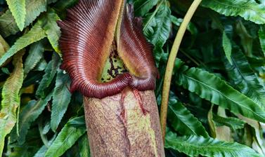 The Nepenthes pitcher plant. It is shaped like a large jug to catch insects.