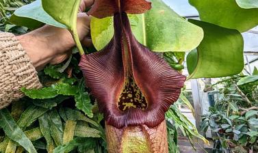 pitcher plants at Oxford Botanic Garden