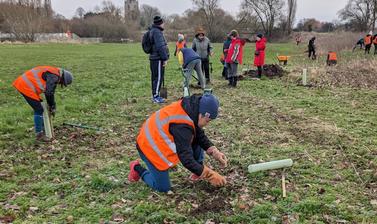 Tree planting at Olney