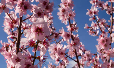 prunus dulcis robin  almond tree  plants that changed the world  lower garden  botanic garden  pattern