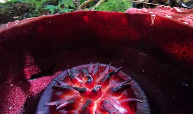 Rafflesia banaoana growing in Kalinga, The Philippines