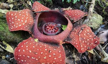 Rafflesia banaoana growing in Kalinga, The Philippines