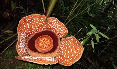 Rafflesia banaoana growing in Kalinga, The Philippines