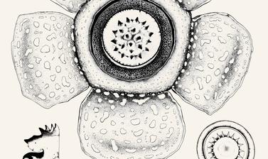 Rafflesia banaoana illustrated by Dr Chris Thorogood