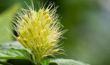 schaueria flavicoma  rainforest house  botanic garden  glasshouses