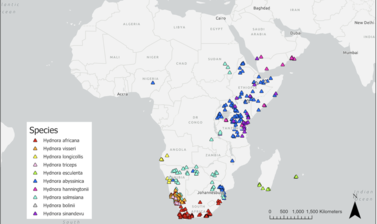 A map of the Hydnora's range across southwestern Africa.