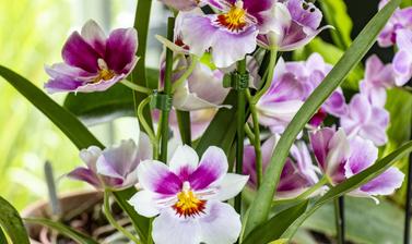 survive and thrive orchids 2021