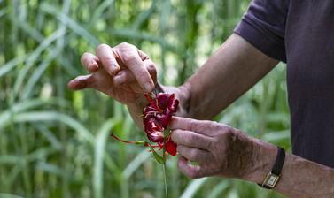 survive and thrive orchids 2021
