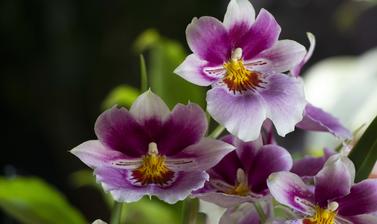 survive and thrive orchids 2021