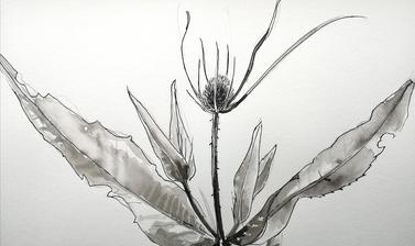 thistle