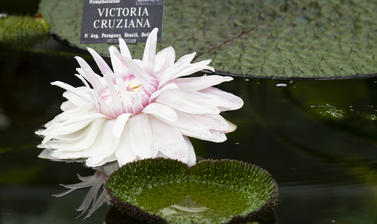 victoria cruziana  glasshouses  water lily house  botanic garden p1012288