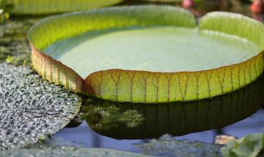 victoria cruziana leaf