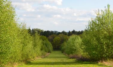 view to wittenham clumps arb