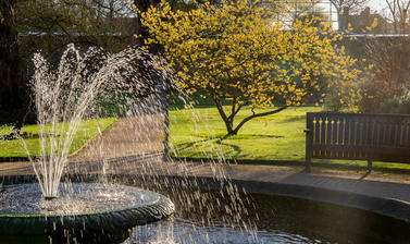 walled garden  winter  botanic garden  witch hazel  hamamelis mollis