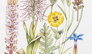 watercolour 01a