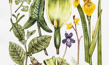 watercolour 02b