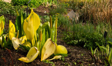 western skunk cabbage  water garden  lower garden  oxford botanic garden