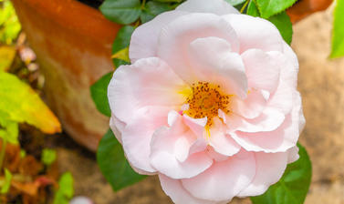 Oxford Physic Rose