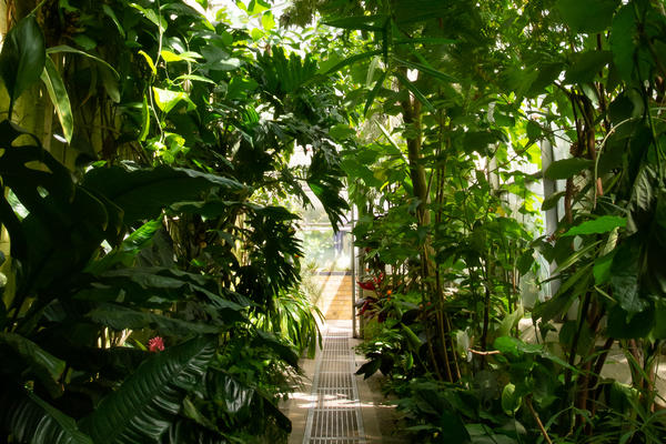 Glasshouse Corridor at Oxford Botanic Garden