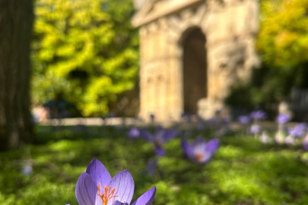 autumn crocus in the foreground with the Danby Arch in the background