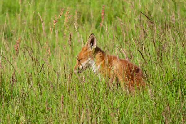 arboretum  fox  meadow  img 8738 2