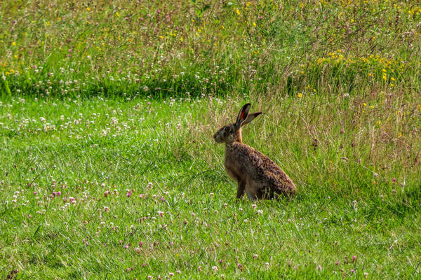 arboretum  meadow  hare  img 8808 2