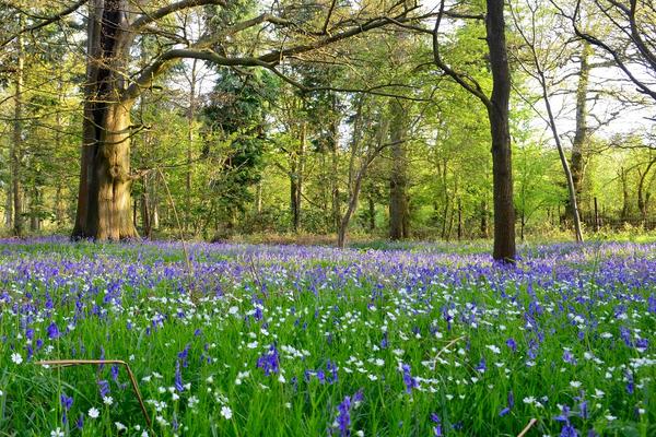 bluebells and stitchwort