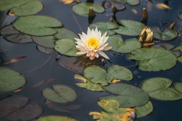 Lily Pond (Wallman Lo Res)