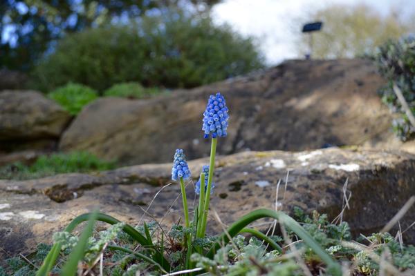 The Rock Garden