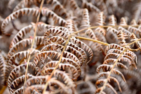 Winter Bracken