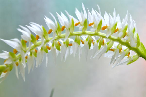 Flower in the Alpine House