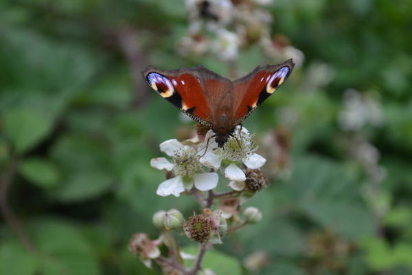 Peacock Butterfly on Brambles