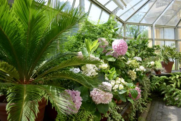 Display in the Conservatory