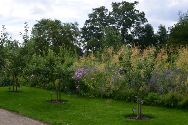 Apple Trees in the Lower Garden