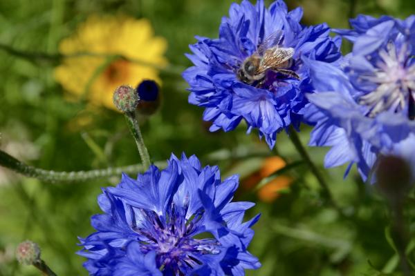 Blue Flowers and a Bee