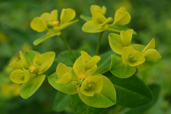 Euphorbia