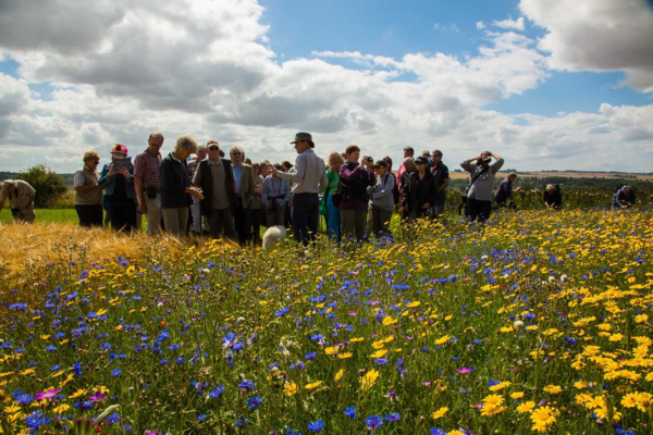 farmed tour. A group of people stand listening to someone talking, a blue sky is behind them and they are in a field abundant with flowers